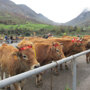 Vacas de raza Asturiana de los Valles