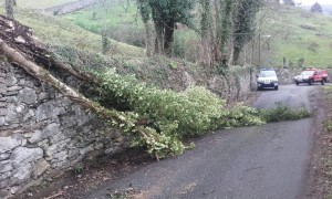 Arbol caído en la carretera de Villarín