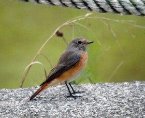 Colirrojo / Foto de Loli Gallego
