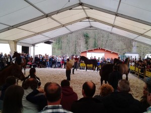 caballos belmonte 1