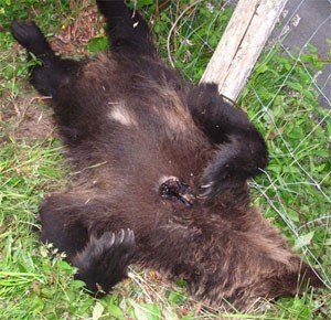 Imagen tomada por FAPAS de un oso muerto