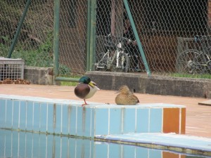 patos buyera 2