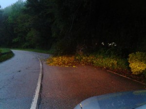 El árbol cortó un carril de la carretera