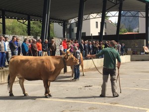 concursoganado2