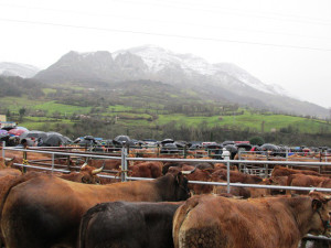 Vacas de Asturiana de los Valles