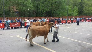 Una de las vacas participantes