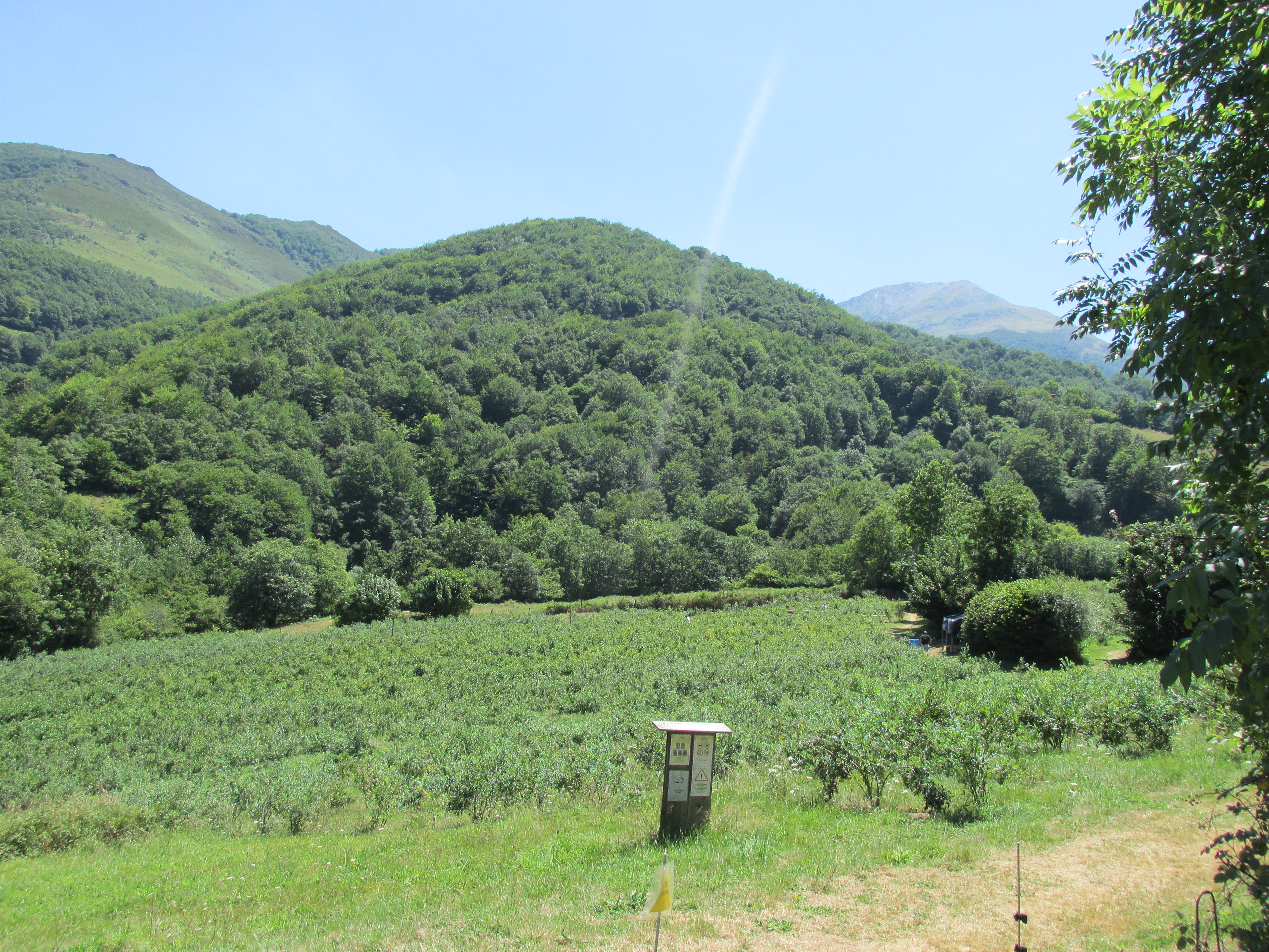 IMG_2101 El Principado dará subvenciones para la manzana y los frutos rojos