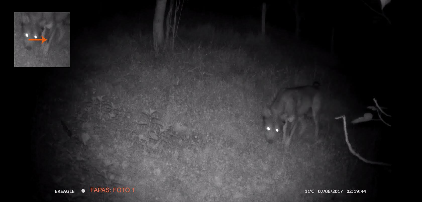 Fapas demuestra con una imagen la presencia del lobo en Candamo