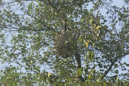 El Centro de Control de Plagas evaluará en Candamo el impacto del trampeo contra la velutina