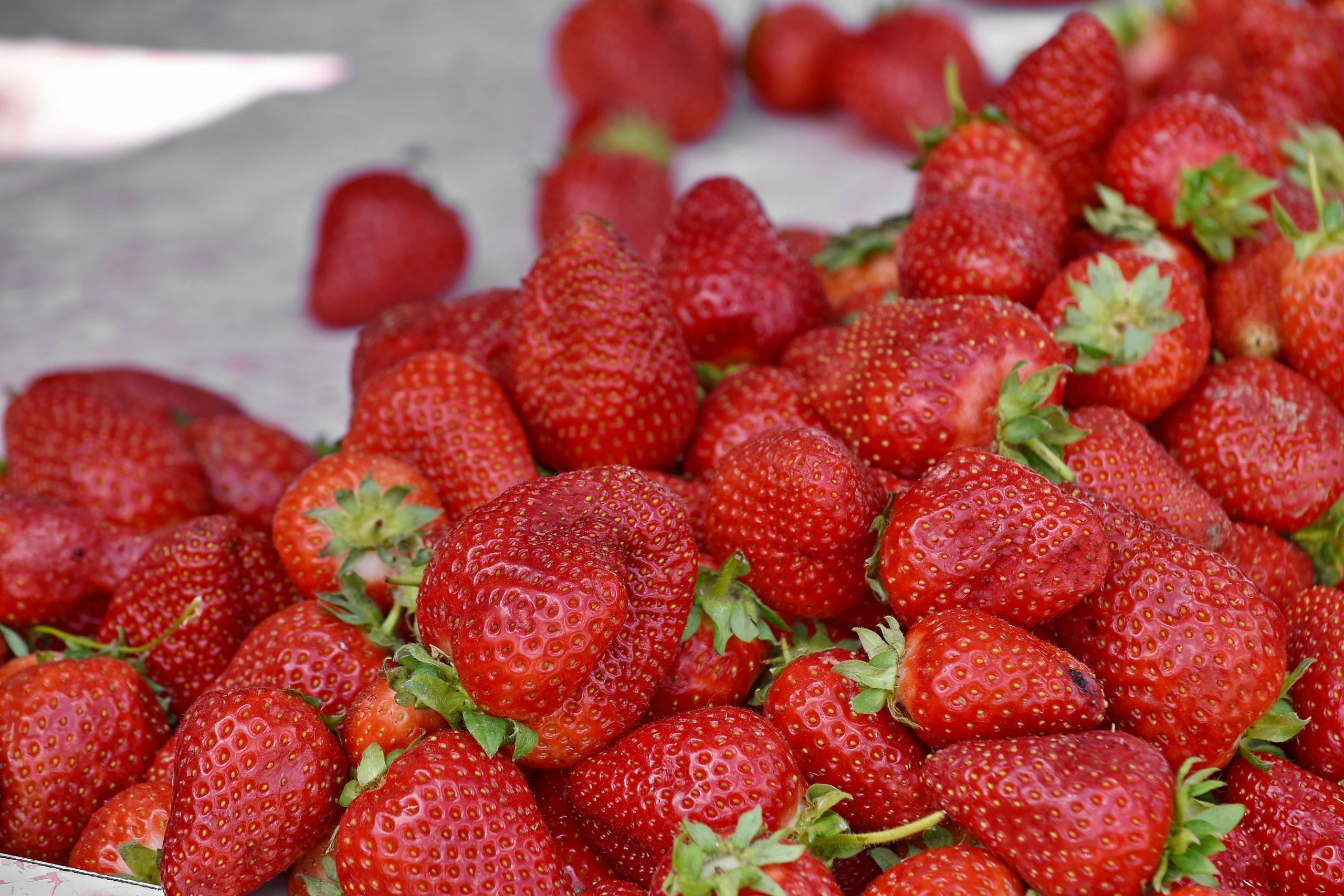 Una treintena de productores y una asociación cultivarán 20.000 plantas de fresa de Candamo