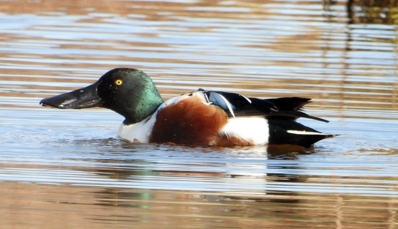 [A vista de pájaro] El pato más fácil de identificar