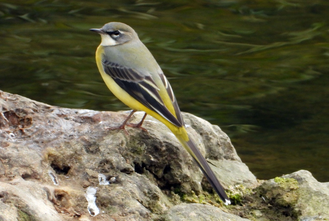 [A vista de pájaro] La lavandera que necesita el agua