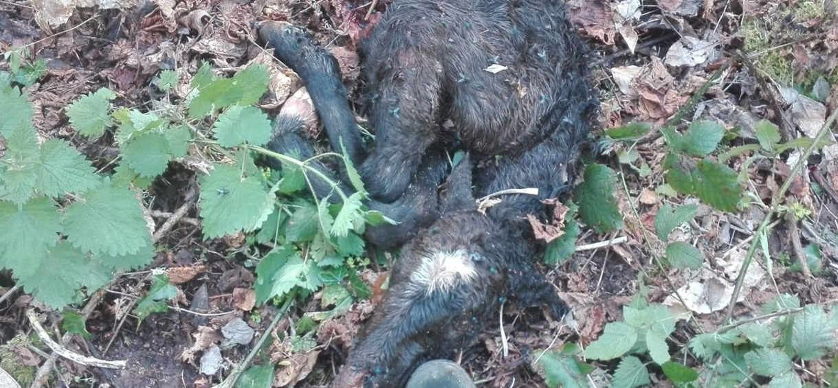 El oso se come a una cría de potro en Quirós