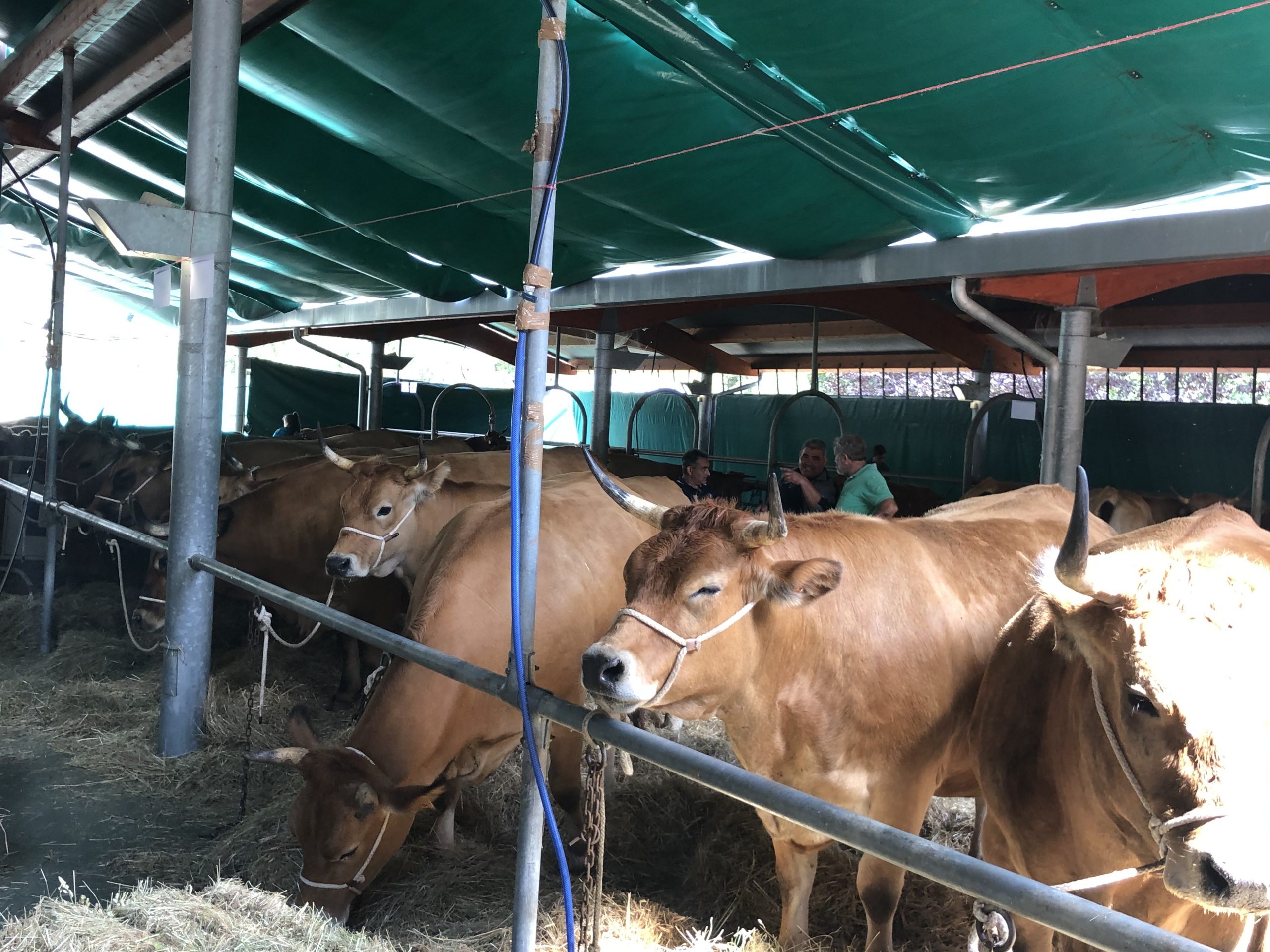 Somiedo celebra el sábado su tradicional feria del 30 de abril