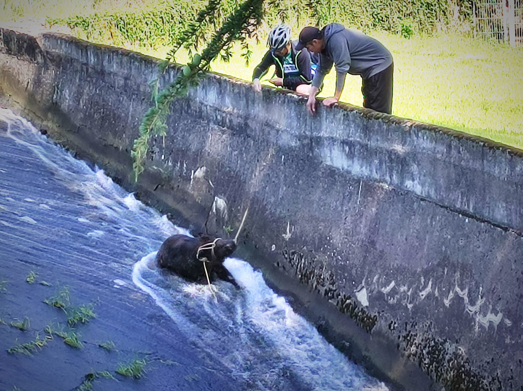 Obreros y senderistas rescatan a un jabalí que cayó a un canal en Puerto