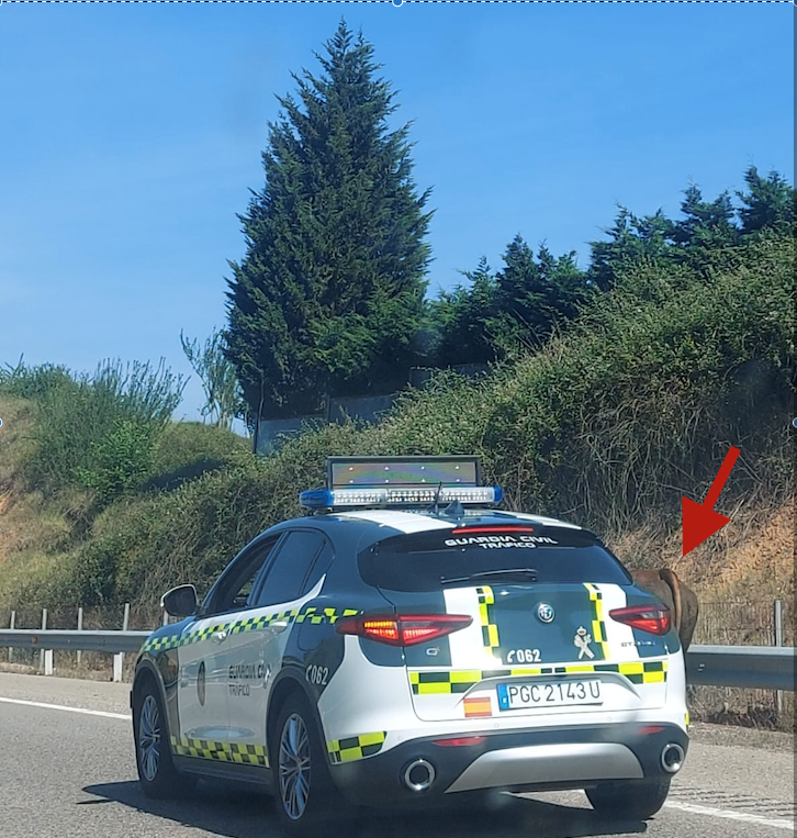 Una vaca se cuela en la autovía de Grado