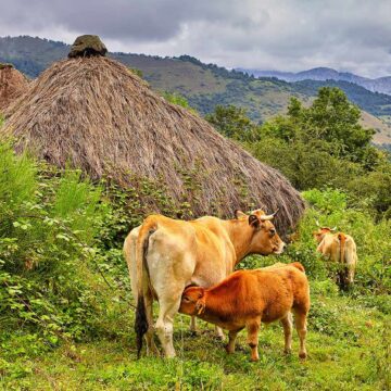 Asturias pedirá al Ministerio de Agricultura que cofinancie las vacunas de la campaña ganadera