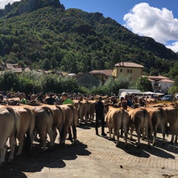 La cabaña de ‘Asturiana de los Valles’ consolida su crecimiento