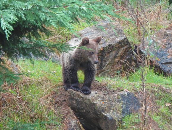 El esbardu ‘Cova’ ya tiene compañero en León