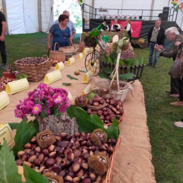 Aces 3 Llega el festival de la Castaña de Aces, en Candamo