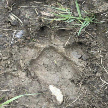 El sindicato URA denuncia ataques de fauna salvaje a ganado en Quirós, Teverga, Candamo y Tineo
