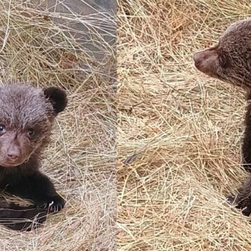 Medio Rural rescata a una osezna que se perdió de su madre en Teverga