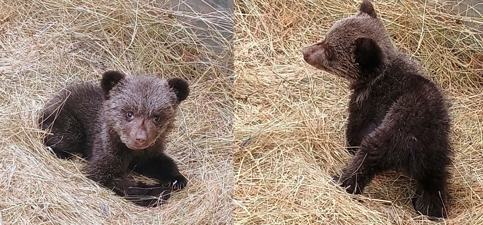 Medio Rural rescata a una osezna que se perdió de su madre en Teverga