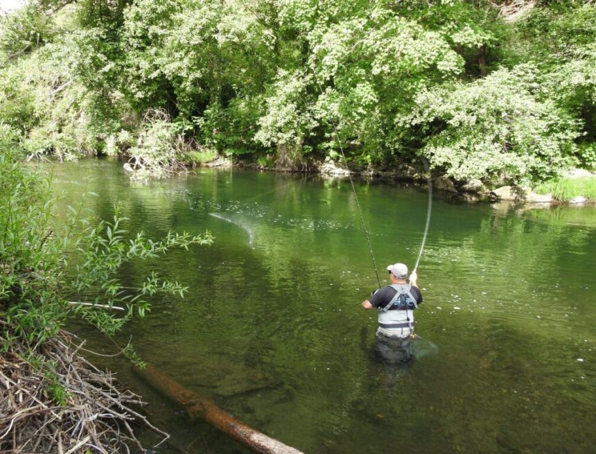 IU pide la veda del salmón tras el ‘campanu’ más tardío