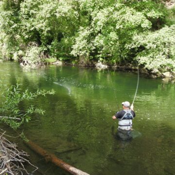 El arranque sin capturas de la temporada del salmón reabre el debate sobre su protección en Asturias