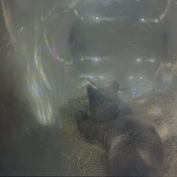 Trasladan a León a la osezna encontrada en Teverga el pasado mes de abril