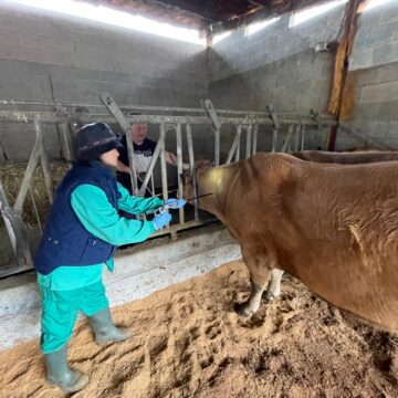 vaca lengua azul Medio Rural confirma dos casos de lengua azul en vacas de Las Regueras y Ribadesella