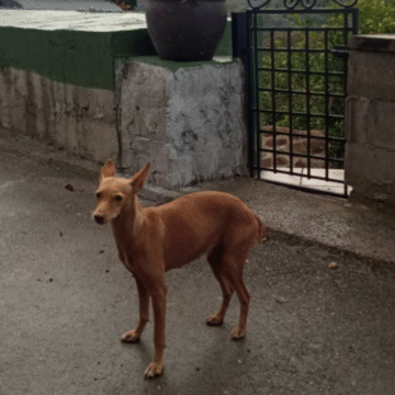 Captura de pantalla 2025-09-11 a las 10.29.36 Buscan a los dueños de una perrita que apareció en Castañeo del Monte