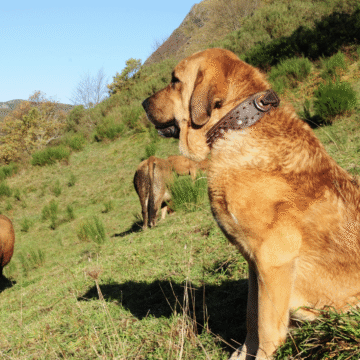 Captura de pantalla 2025-09-17 a las 10.28.23 Ganadería extensiva, cortafuegos ‘verdes’ y facilitar la vida en los pueblos, claves contra los grandes incendios