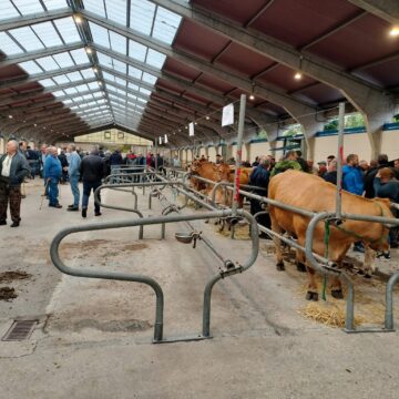 feria san mateo cangas Poco movimiento ganadero en la Feria de San Mateo en Cangas