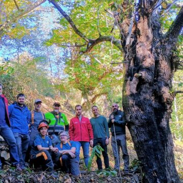 visita bosque Villanueva La Fundación Oso de Asturias recupera un castañeo centenario en Villanueva, en Teverga
