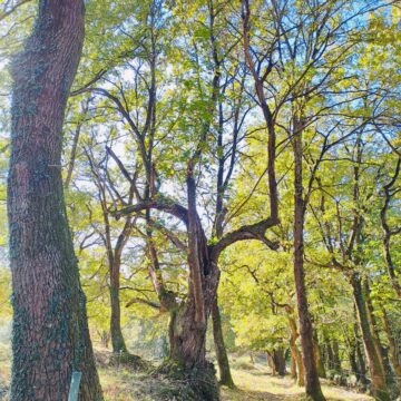 Caldas bosque Los ecologistas denuncian el proyecto de talar más de 3.232 metros cuadrados de árboles autóctonos en Las Caldas