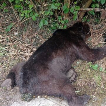 La Fiscalía denuncia ante el Juzgado de Grado la caza furtiva de un oso en Belmonte