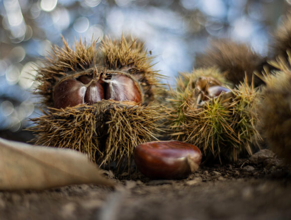 ‘Erizos y castañas, de Patricia Sierra gana el concurso fotográfico de Las Regueras