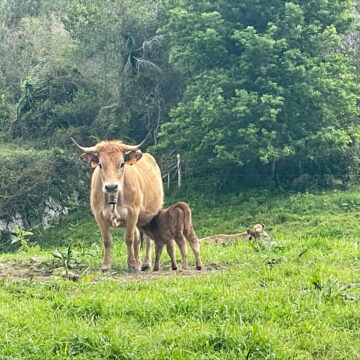 Medio Rural prorroga hasta el 18 de enero la suspensión del mercado de La Pola Siero para frenar la dermatosis nodular