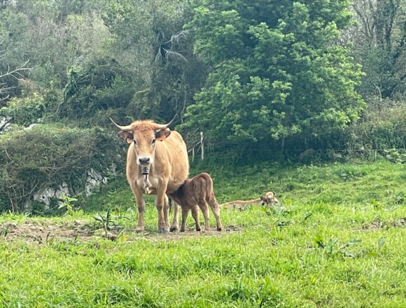 suspension mercado La Pola Siero Medio Rural prorroga hasta el 18 de enero la suspensión del mercado de La Pola Siero para frenar la dermatosis nodular