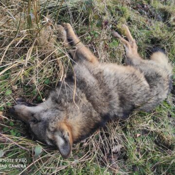 Los ecologistas piden que se investigue un posible envenenamiento de un lobo en Teverga
