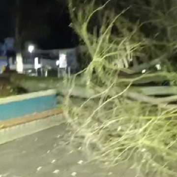 Cae un árbol en el parque de Abajo, en Grado, sin causar víctimas