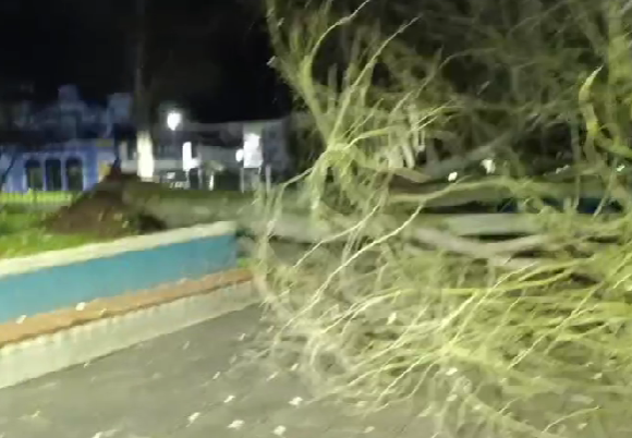 image Cae un árbol en el parque de Abajo, en Grado, sin causar víctimas