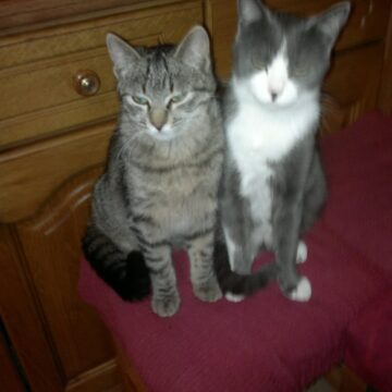 ‘Leo’ y ‘Nica’ buscan familia ante la desolación de su dueño, un tinetense obligado a ingresar en una residencia