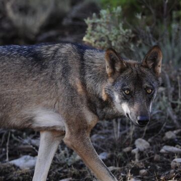 El Supremo anula el Plan de Gestión del Lobo de Asturias