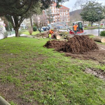 WhatsApp Image 2026-02-16 at 15.54.05 Grau tala tres palmeras del Parque San Antonio por el picudo rojo