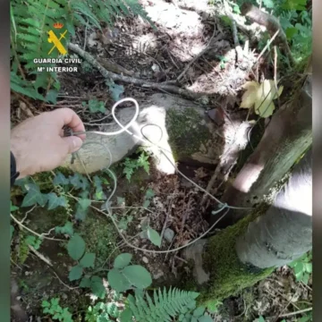 aintervencion-guardia-civil-delito-flora-fauna-silvestre-hallazgo-oso-muerto_97 La Fiscalía pide dos años de cárcel por matar a un oso con un lazo en Fuentes del Narcea