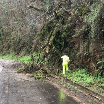 El peligro de la canal de Berció: dos grandes árboles sobre la N-634 en dos días