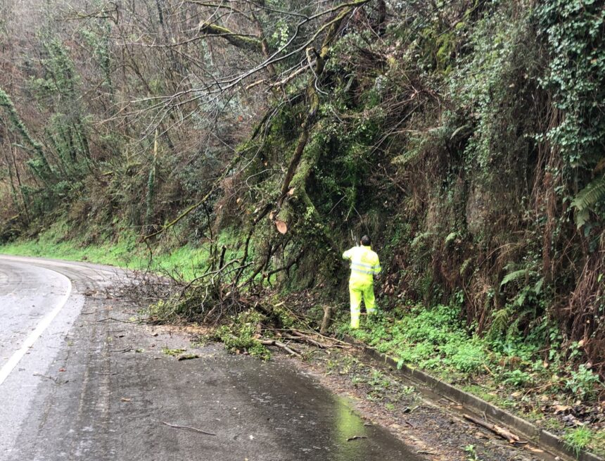 arbol segundo canal bercio El peligro de la canal de Berció: dos grandes árboles sobre la N-634 en dos días
