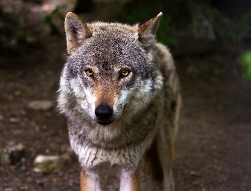 El TSJA tumba el Plan del Lobo y deja sin respaldo legal las batidas